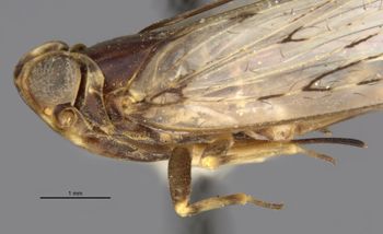 Media type: image;   Entomology 15971 Aspect: habitus lateral view